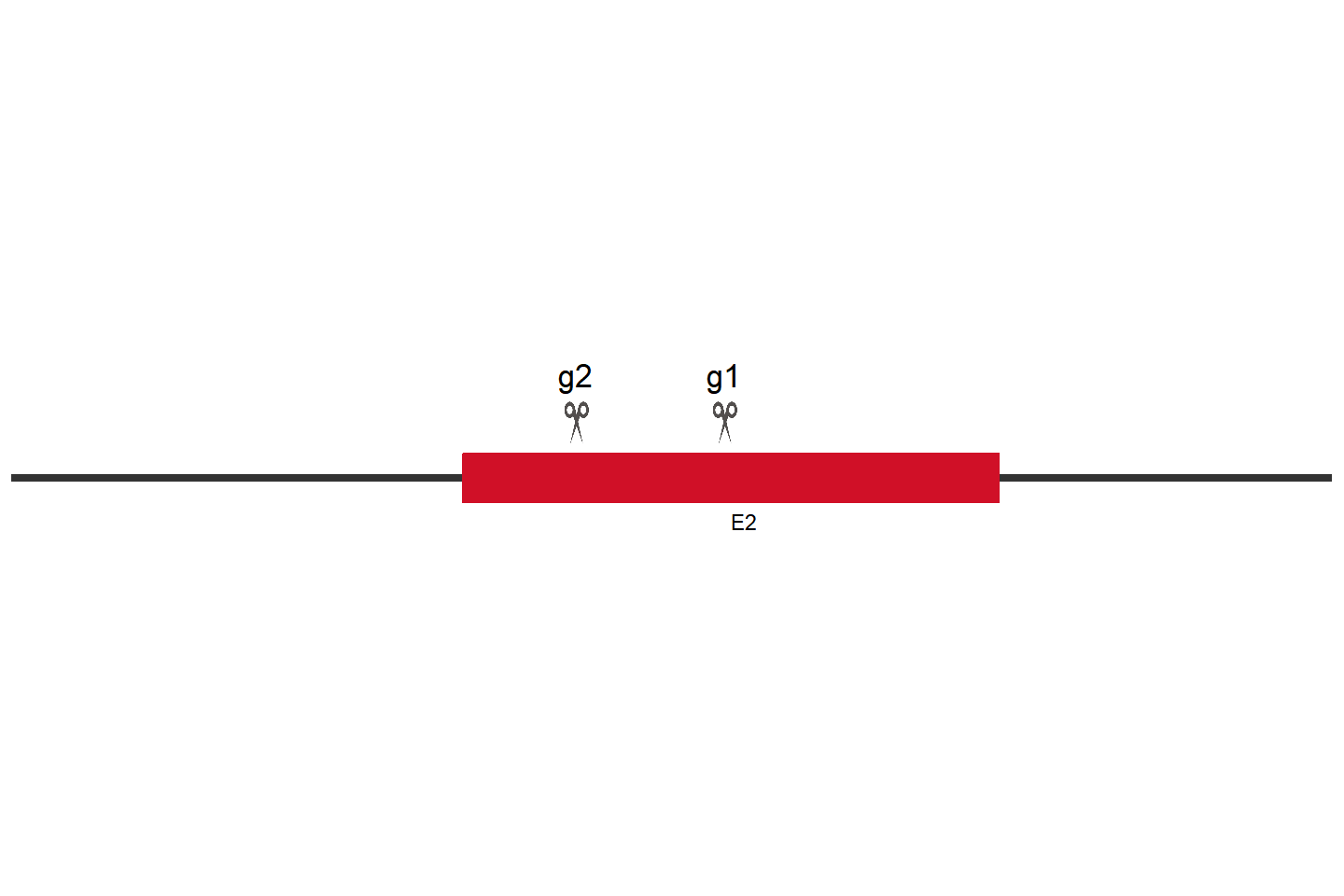 CASP9 Knockout cell line (THP-1) Target region