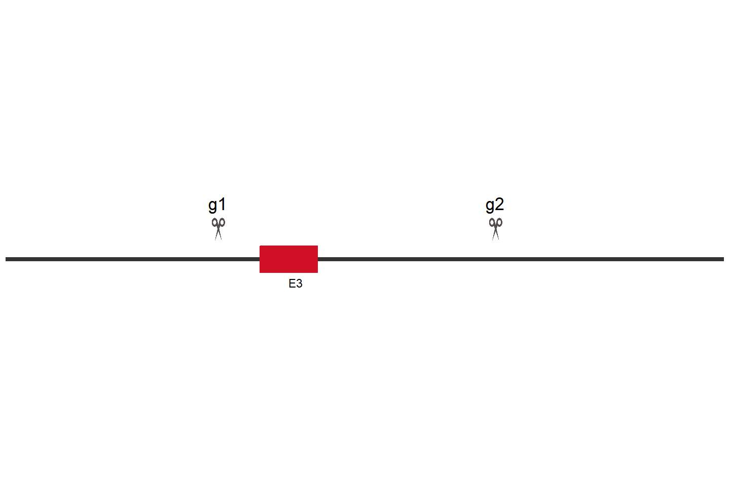 PLA2G4A Knockout cell line (THP-1) Target region