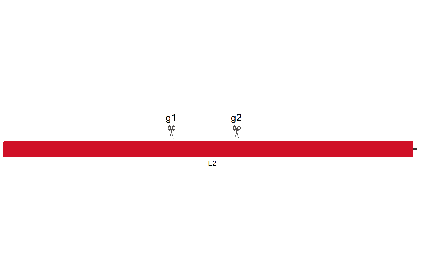 XIAP Knockout cell line (THP-1) Target region