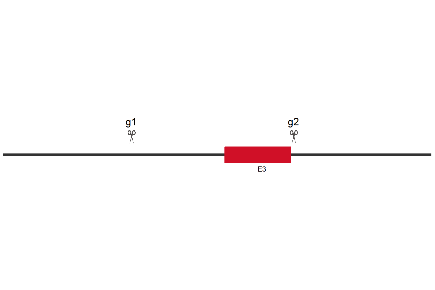 PNLIPRP2 Knockout cell line (THP-1) Target region