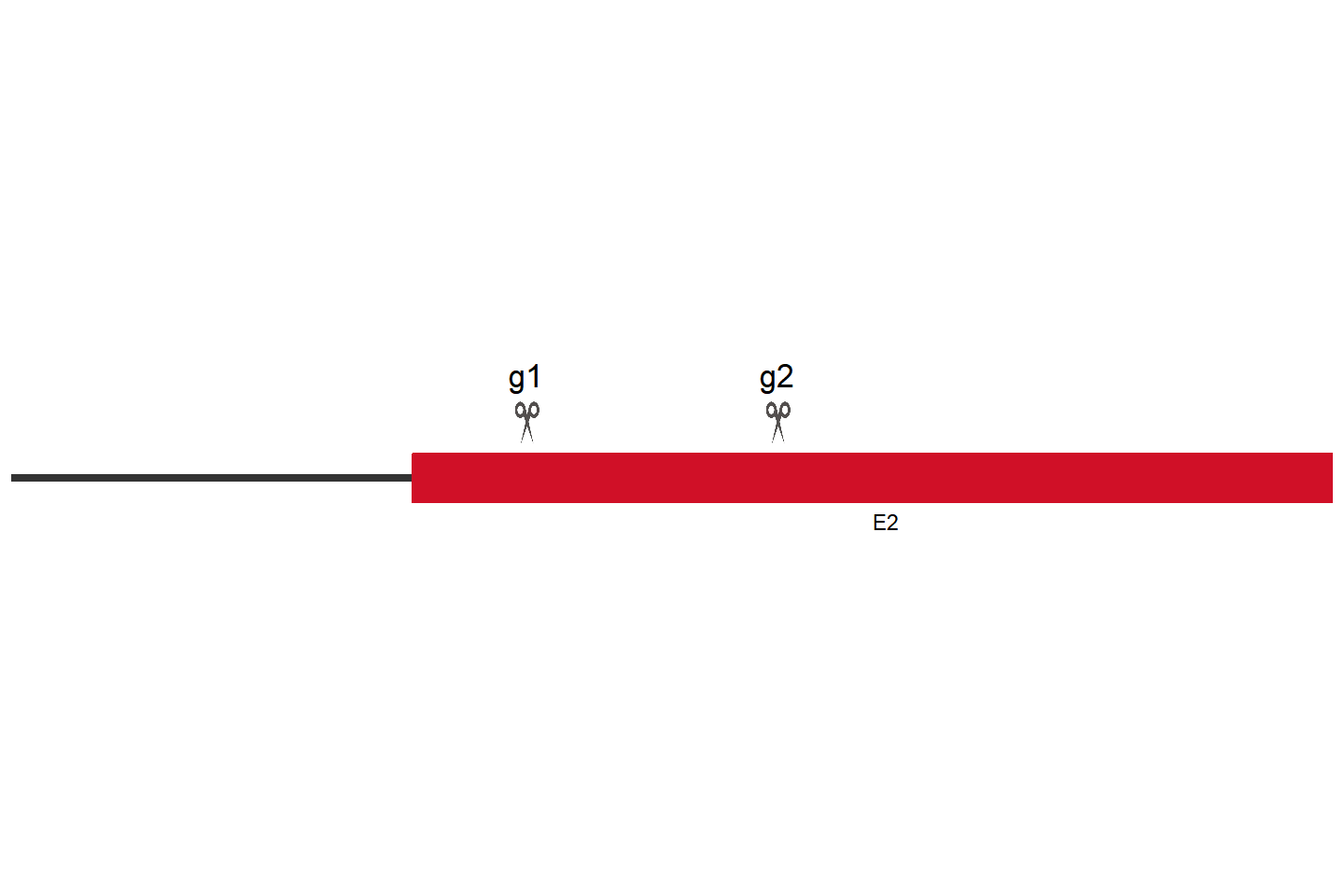 KEAP1 Knockout cell line (THP-1) Target region