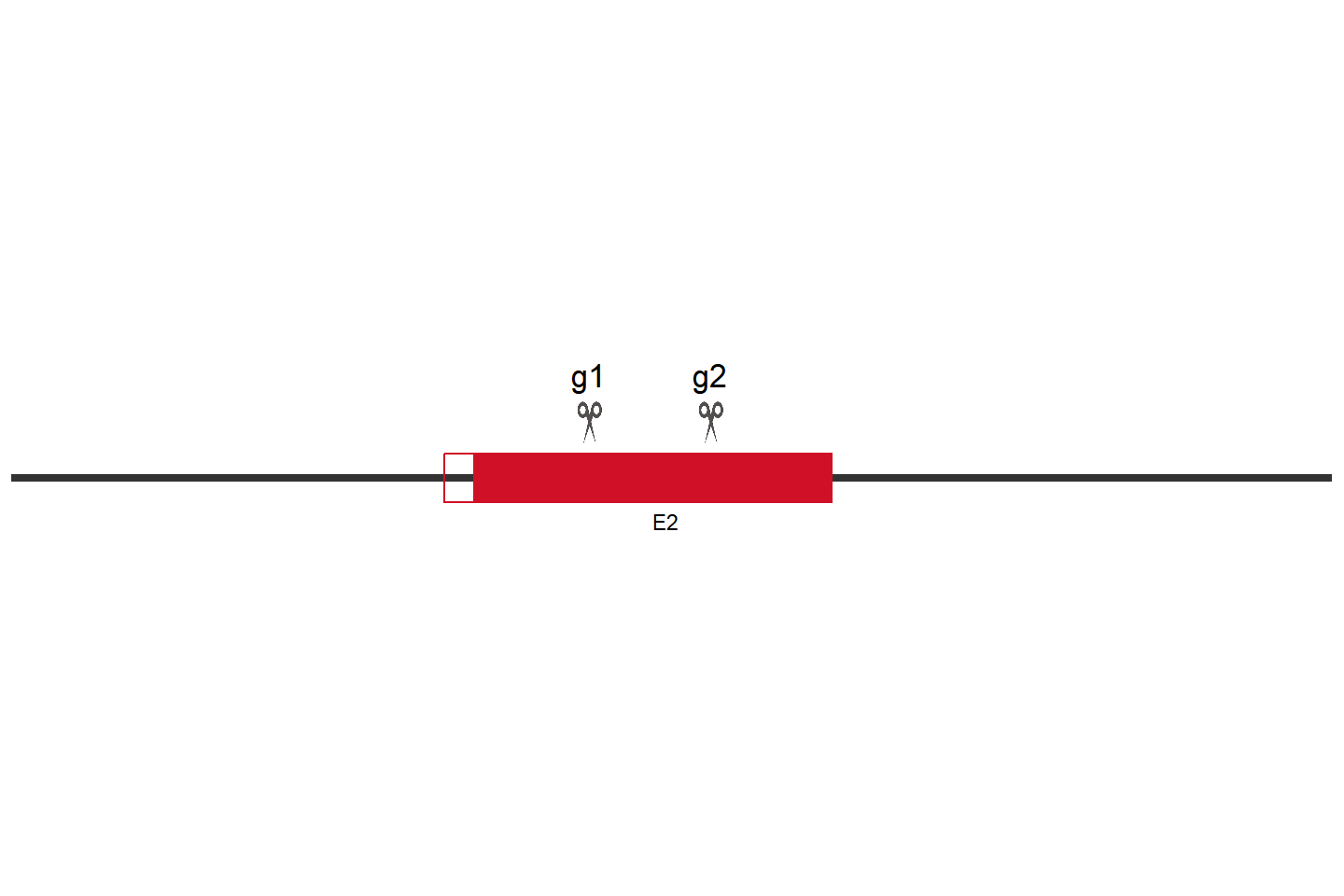 IKBKG Knockout cell line (THP-1) Target region