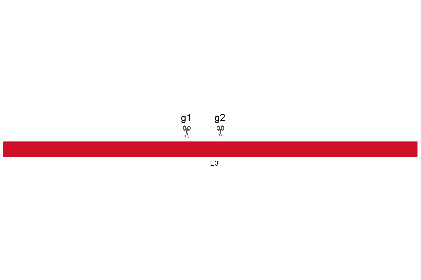 SETD2 基因敲除细胞 (THP-1) 敲除区域