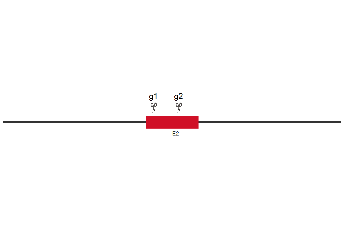 USP7 Knockout cell line (THP-1) Target region