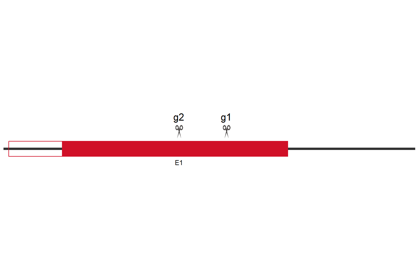 PINK1 Knockout cell line (THP-1) Target region