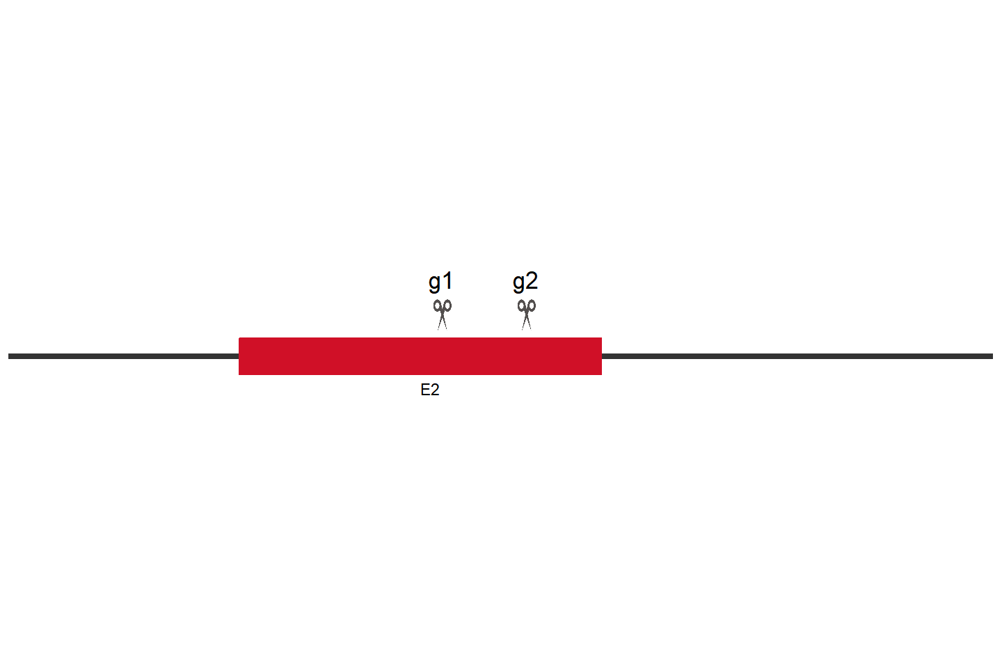 RXRA Knockout cell line (THP-1) Target region