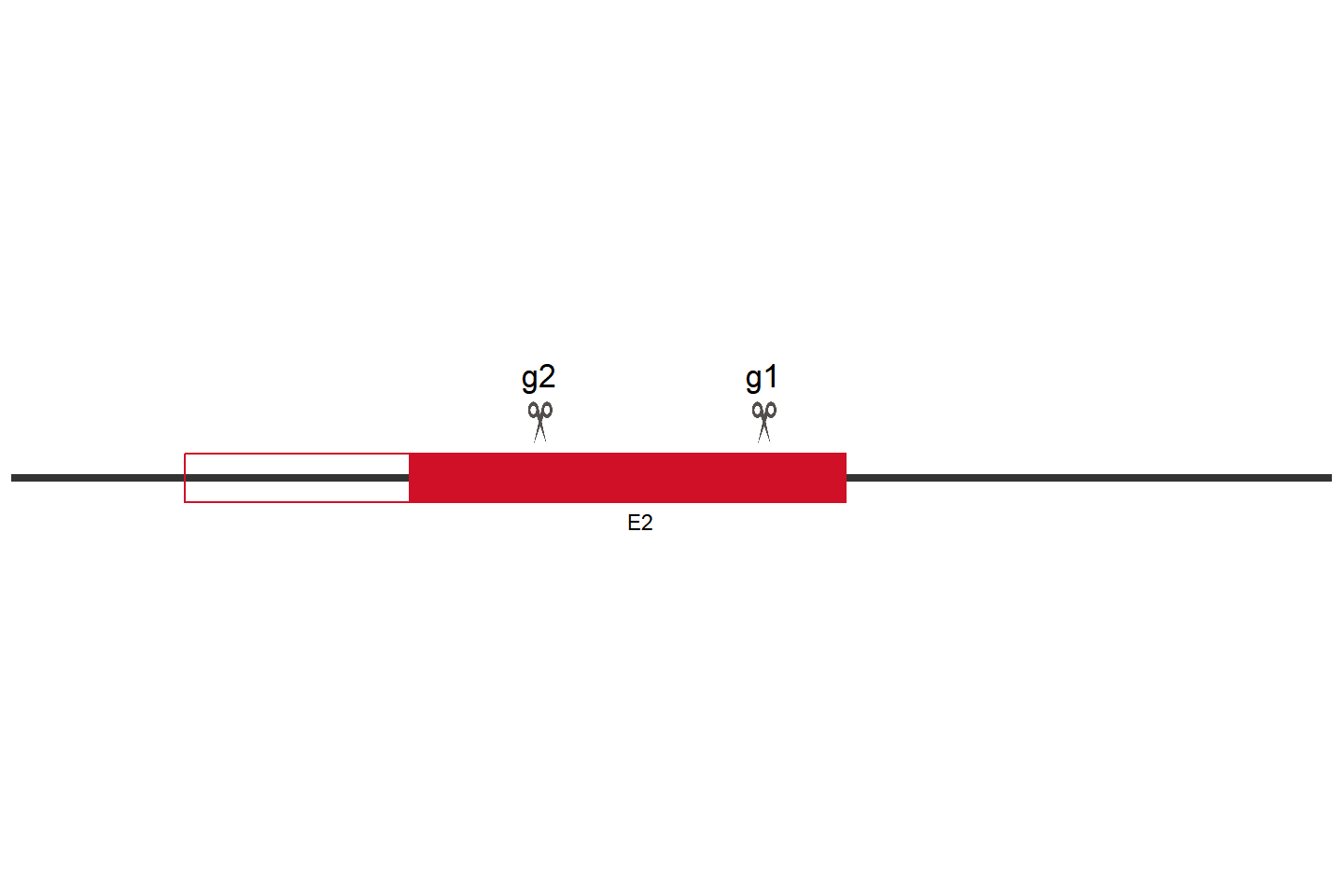 SMAD4 Knockout cell line (THP-1) Target region