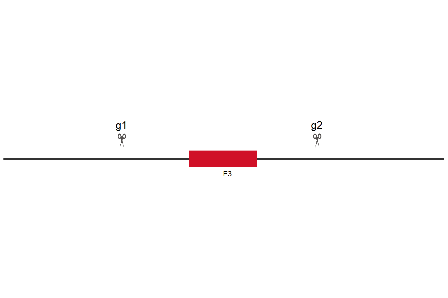 IFNGR1 Knockout cell line (THP-1) Target region