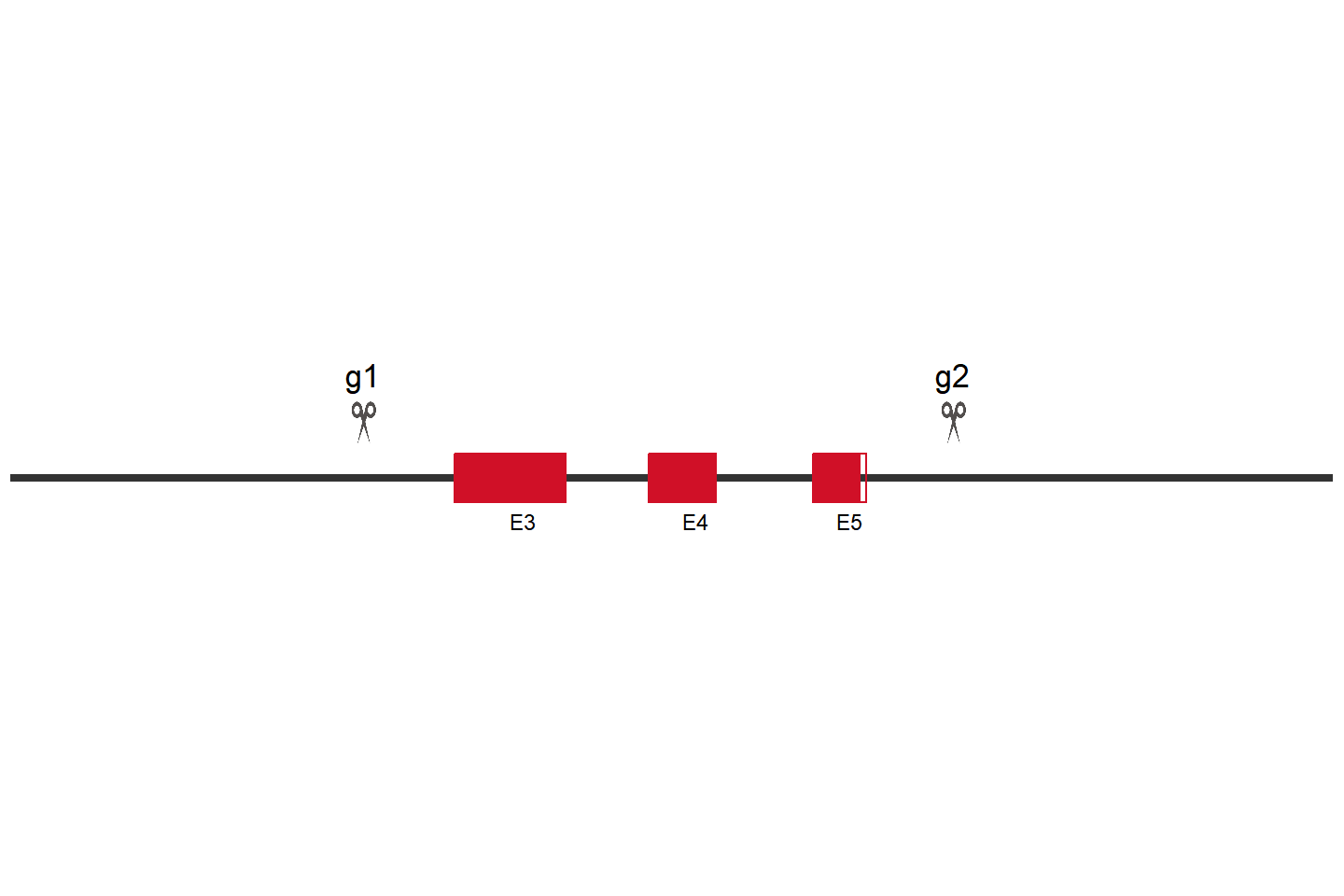 CRIP1 Knockout cell line (THP-1) Target region