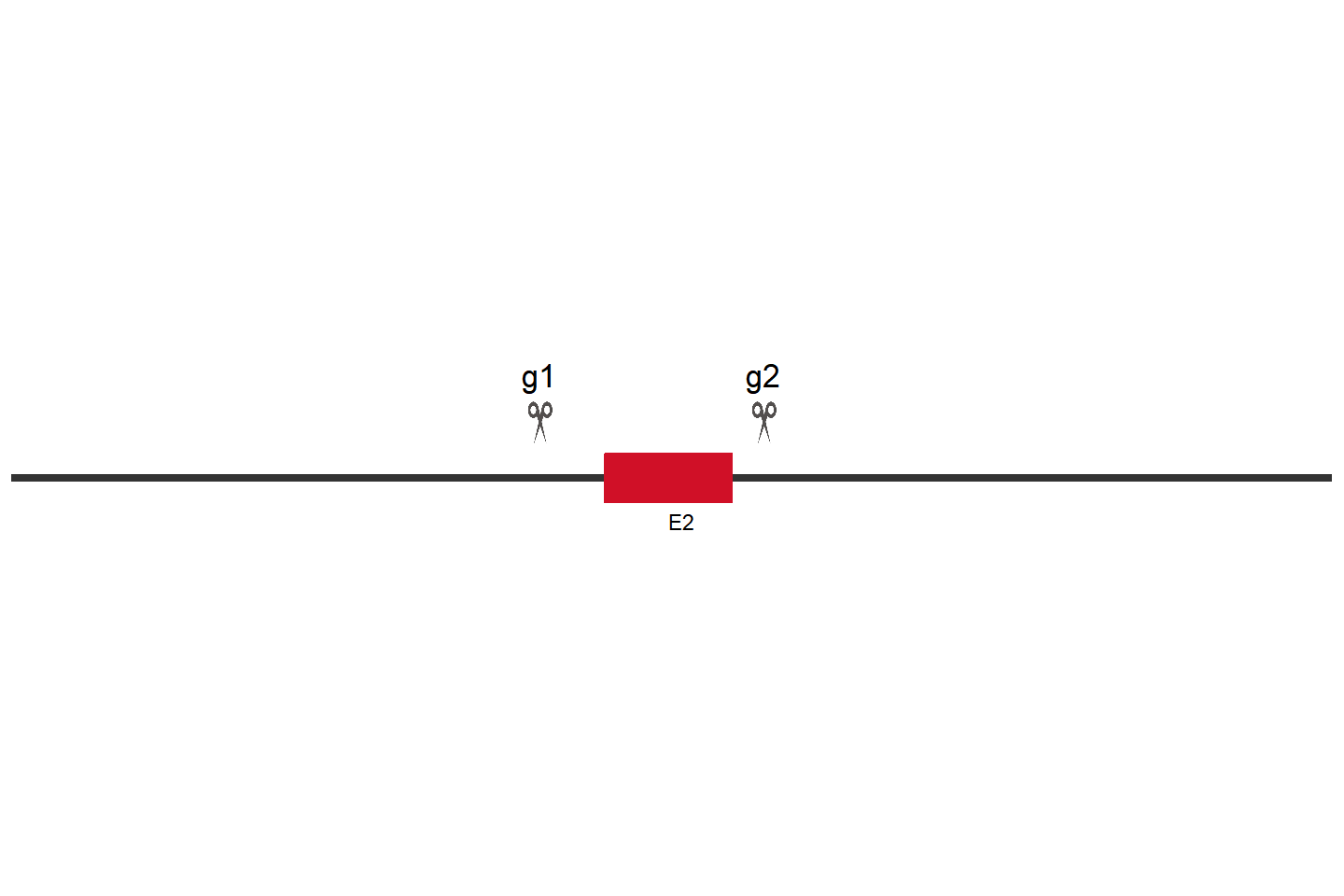 GNAS Knockout cell line (THP-1) Target region