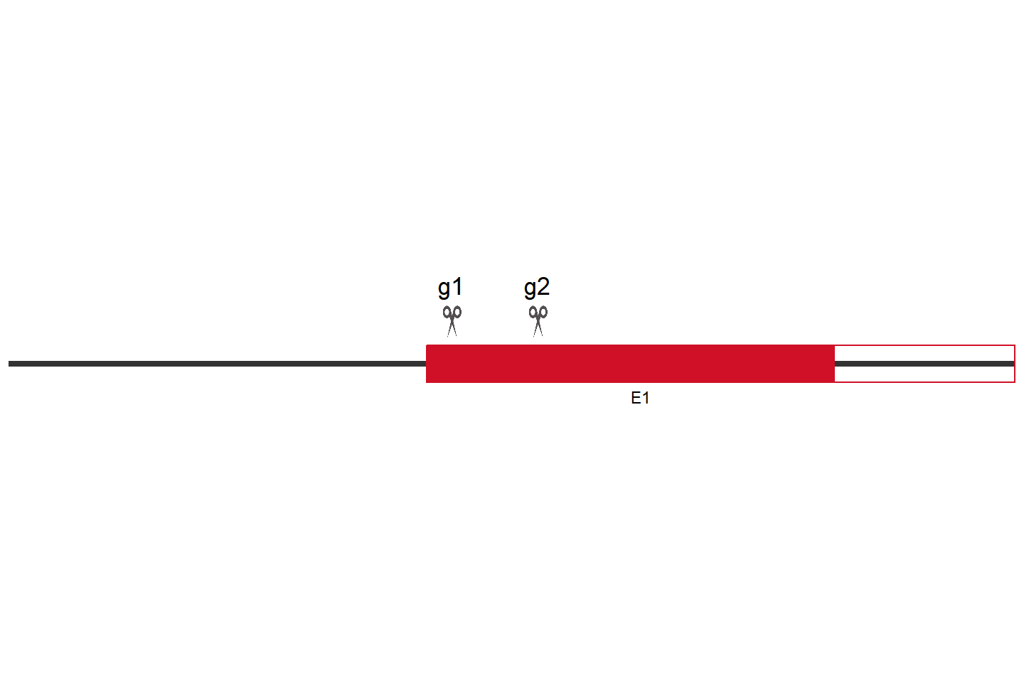 SLC7A11 Knockout cell line (THP-1) Target region