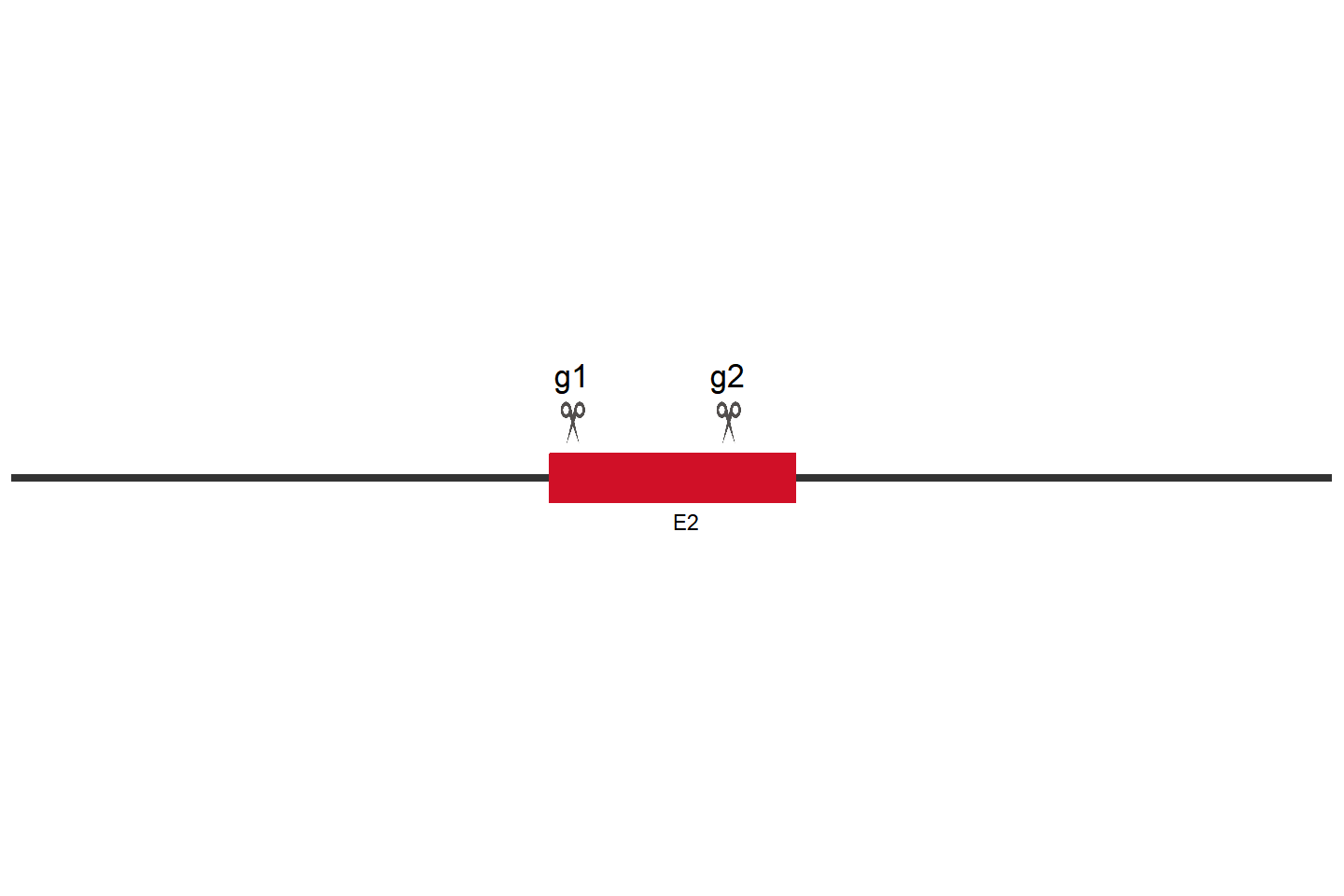 PPP1CC Knockout cell line (THP-1) Target region