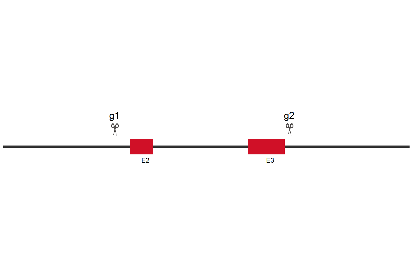 OTUB1 Knockout cell line (THP-1) Target region