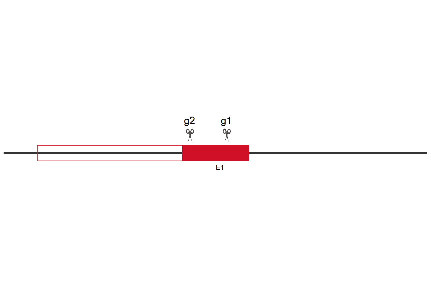 MMP14 Knockout cell line (THP-1) Target region