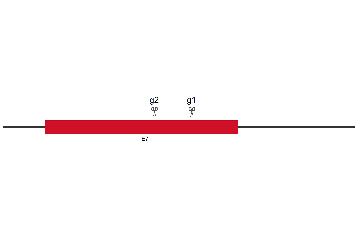 TYK2 Knockout cell line (THP-1) Target region