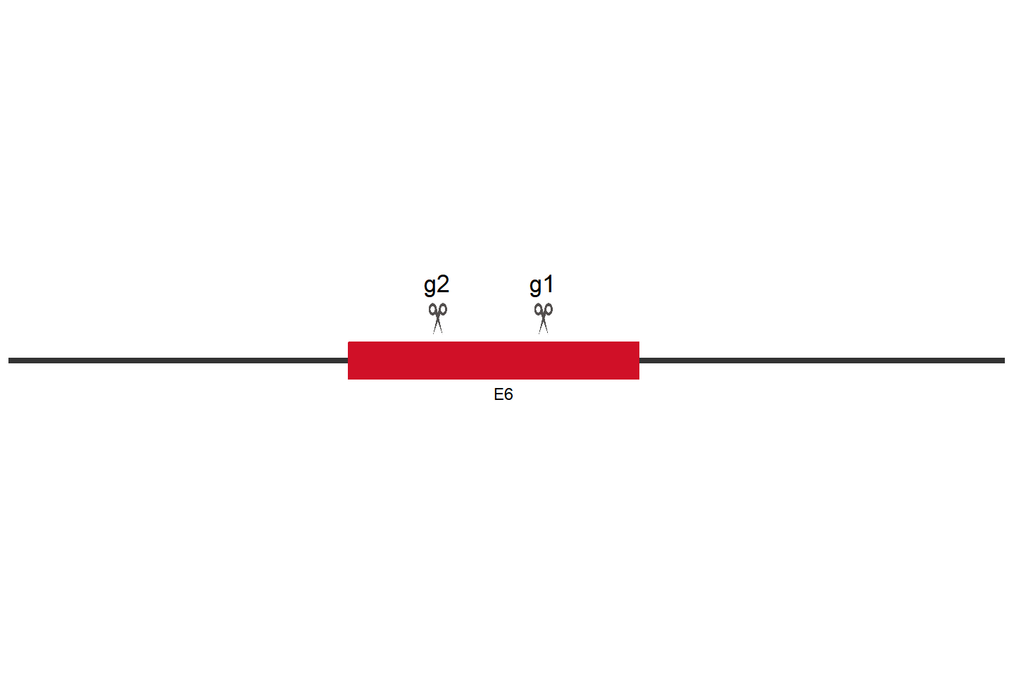 ATF6 Knockout cell line (THP-1) Target region