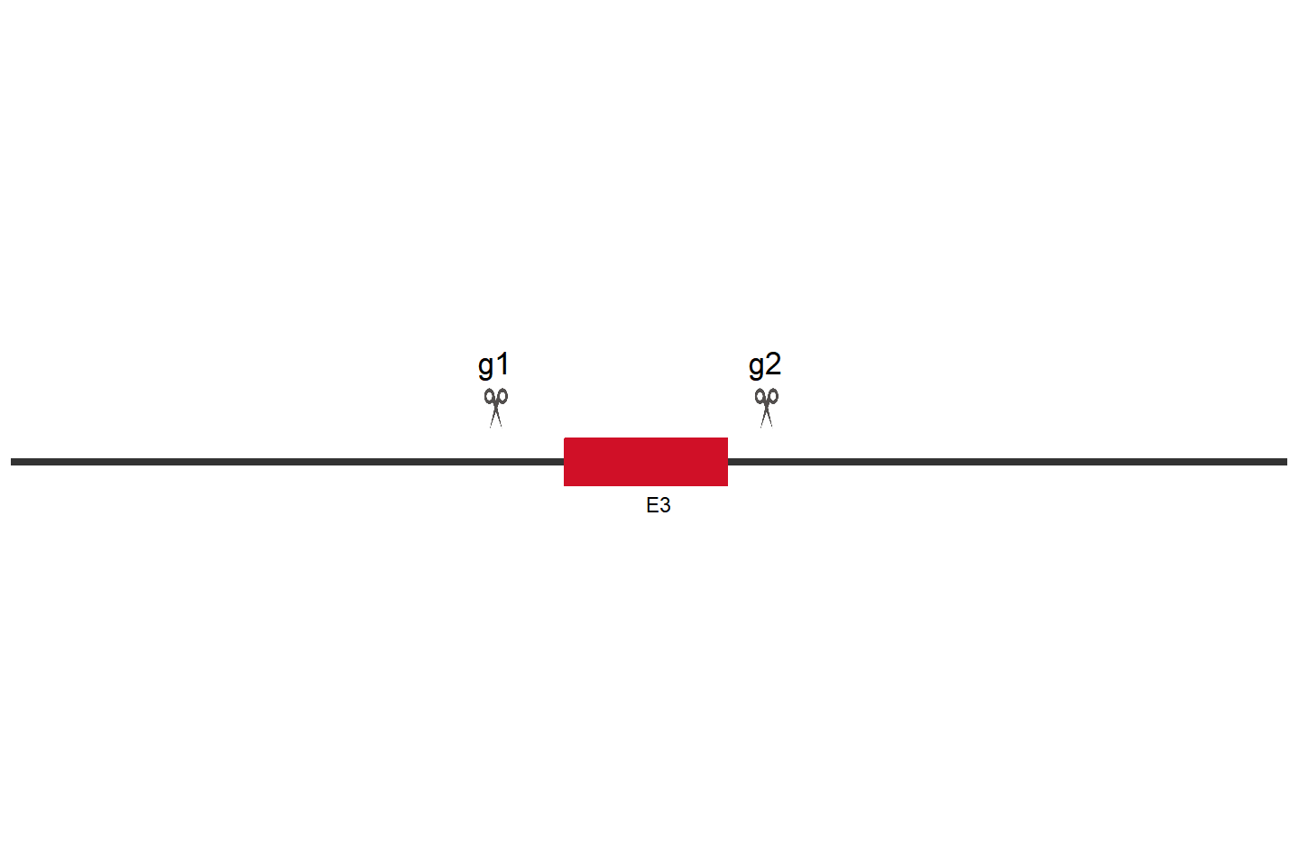 ATF1 Knockout cell line (THP-1) Target region