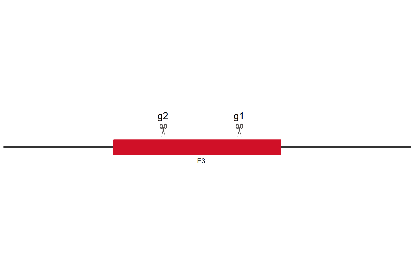 FAT1 Knockout cell line (THP-1) Target region