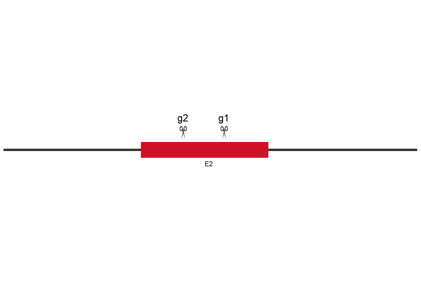 PIN1 Knockout cell line (THP-1) Target region