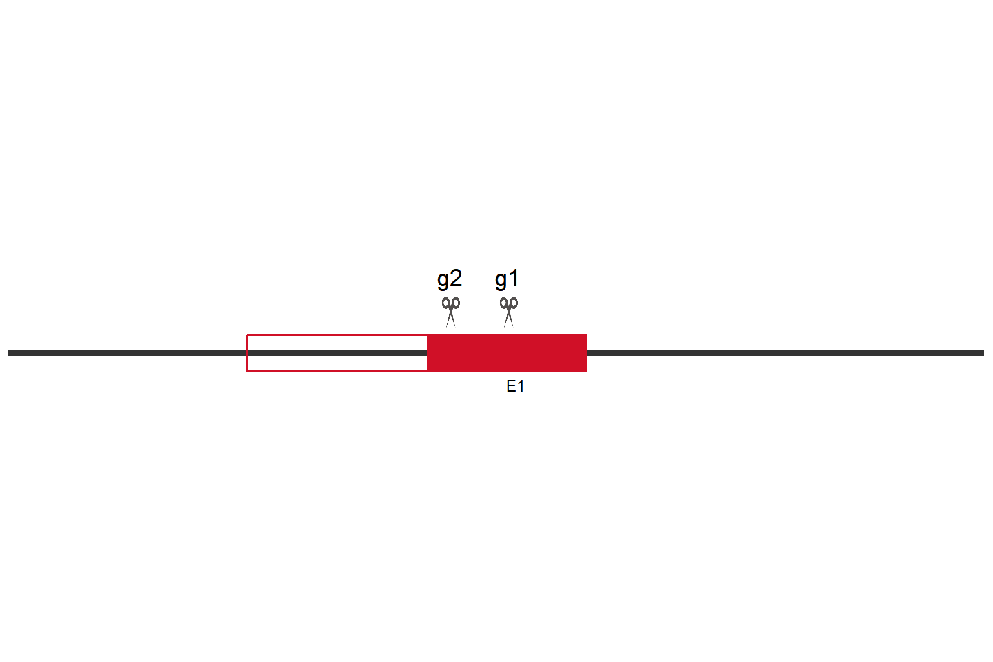 SLC30A9 Knockout cell line (THP-1) Target region