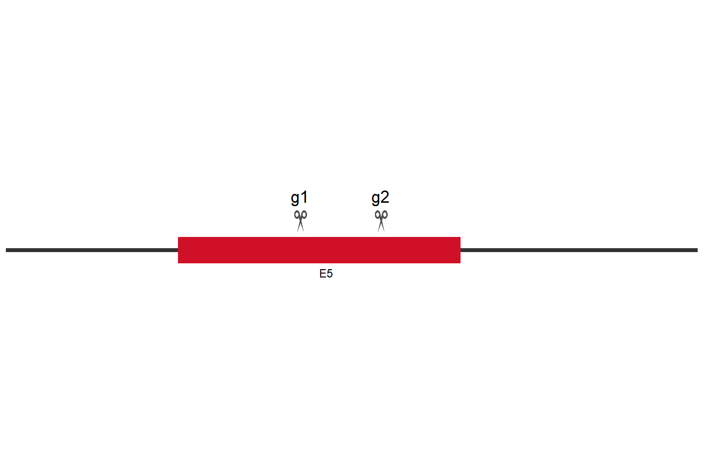 ANO6 Knockout cell line (THP-1) Target region