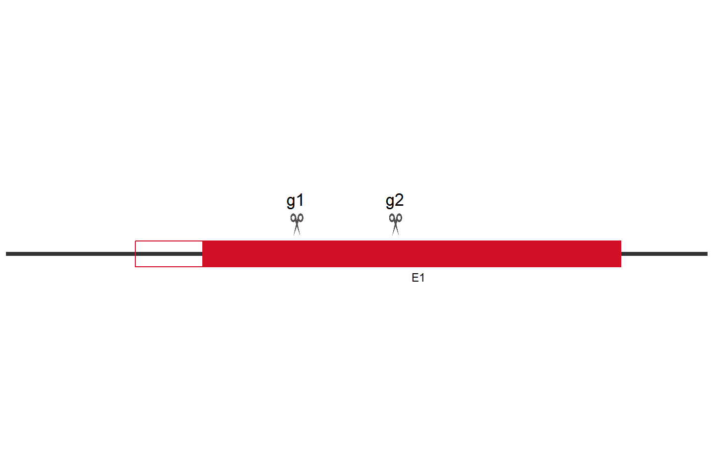 SIGLEC7 Knockout cell line (THP-1) Target region