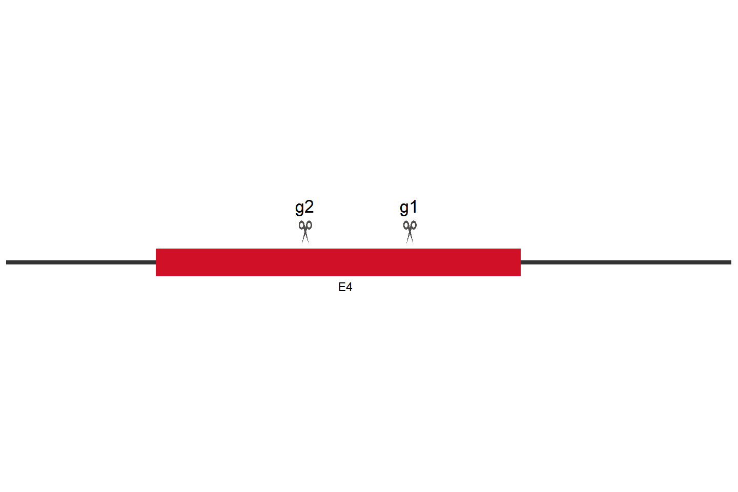 NR1H4 Knockout cell line (Hep G2) Target region