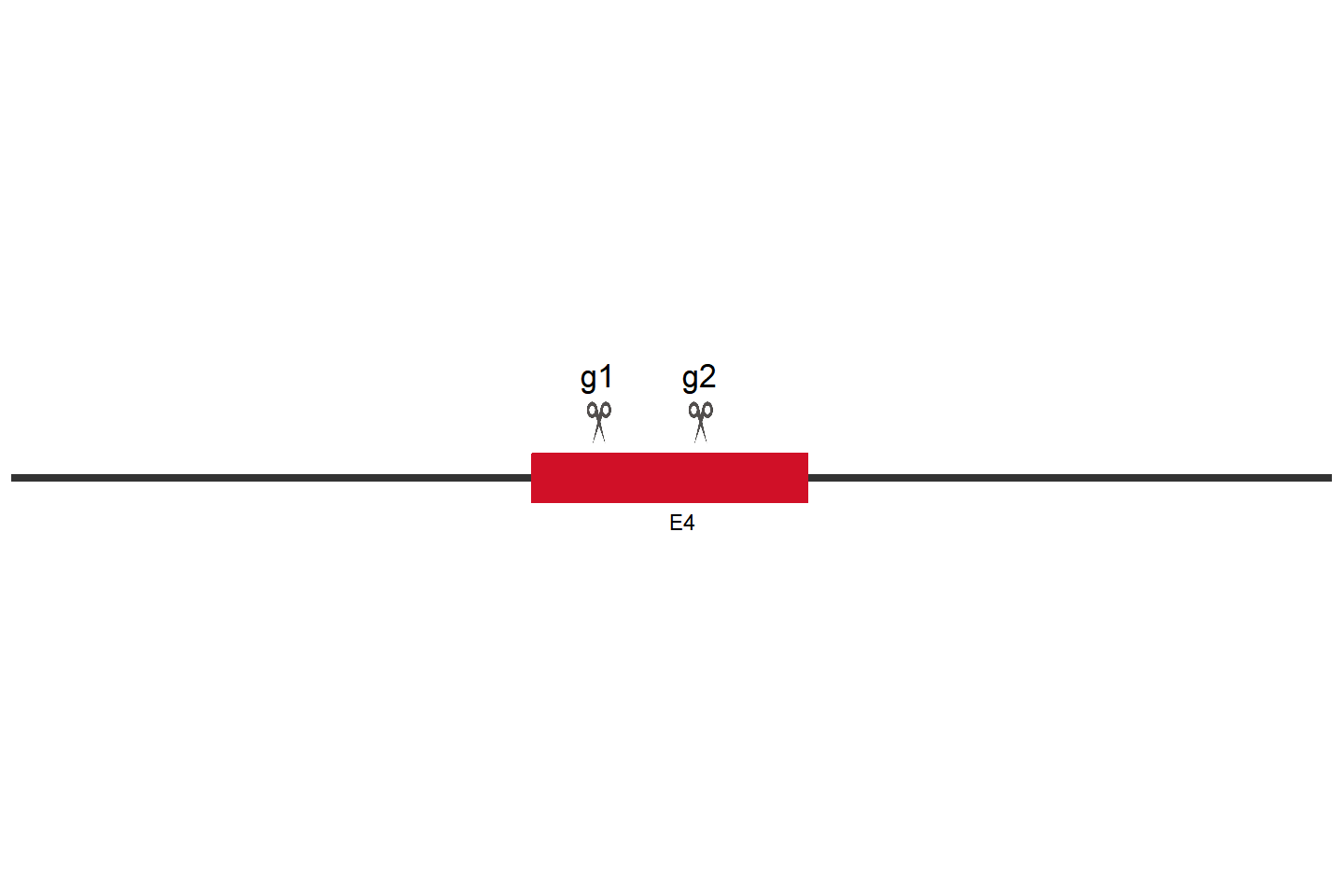 ABCA1 Knockout cell line (Hep G2) Target region