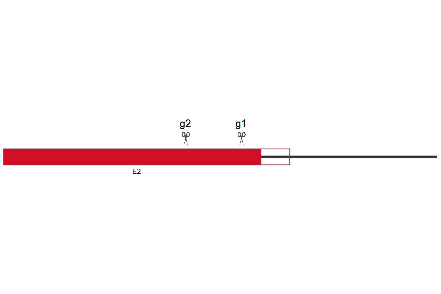 FOXM1 Knockout cell line (Hep G2) Target region