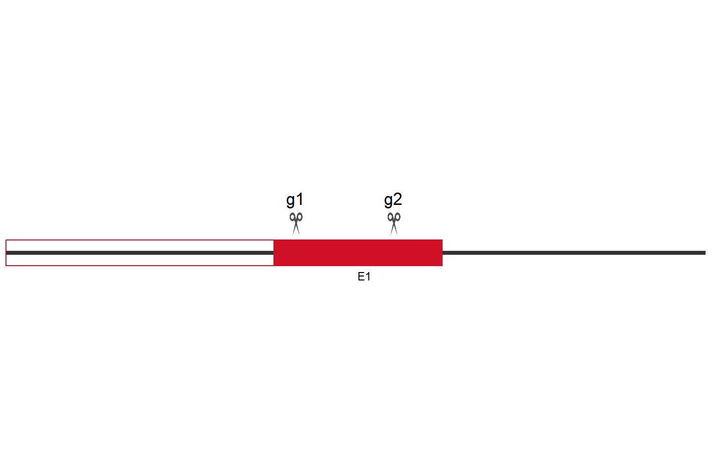 IGF2BP1 Knockout cell line (Hep G2) Target region