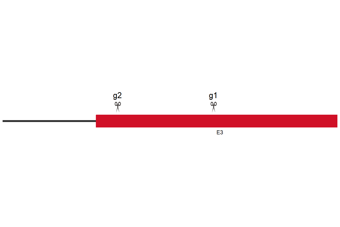 ATF5 Knockout cell line (Hep G2) Target region