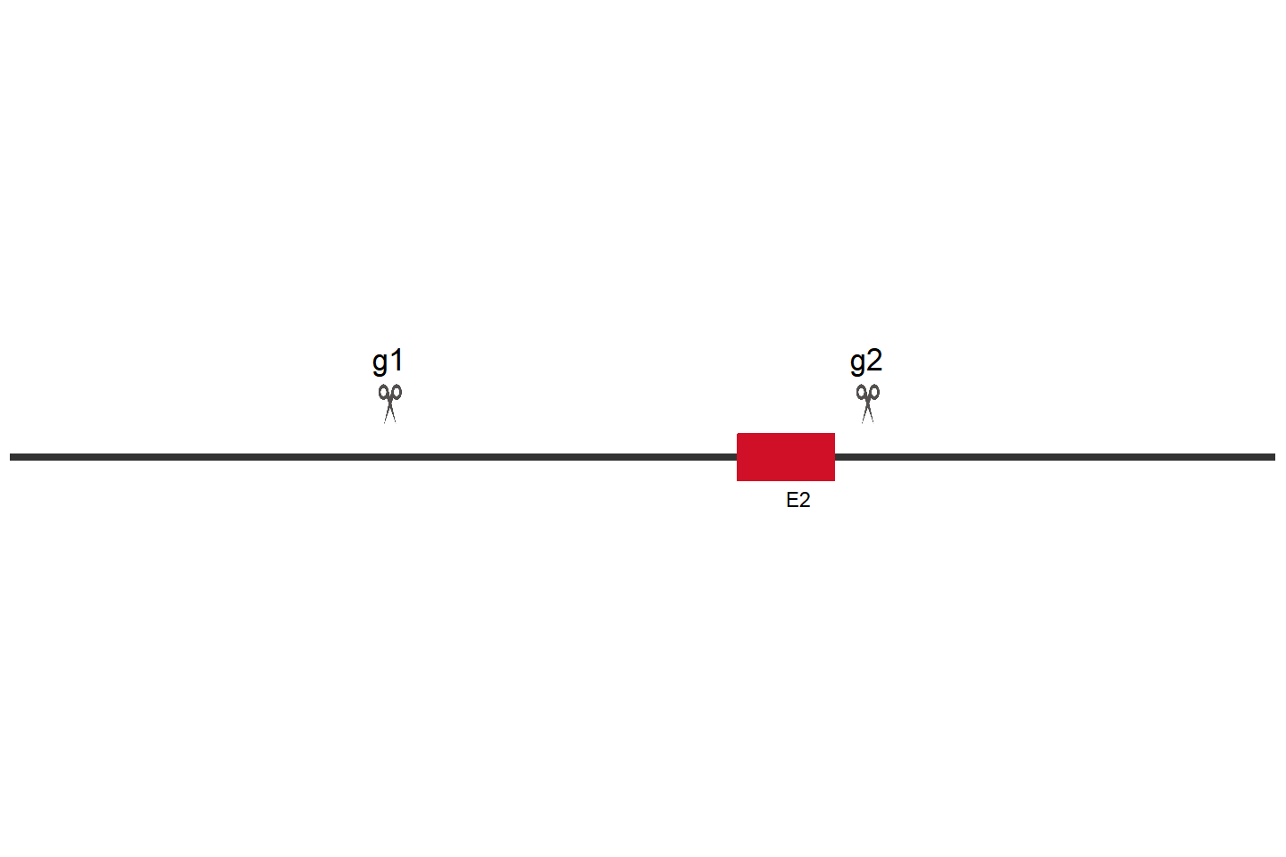 GRK2 Knockout cell line (Hep G2) Target region