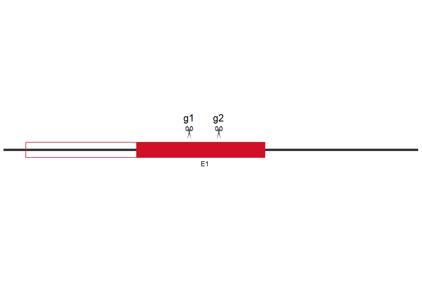 MALT1 Knockout cell line (Hep G2) Target region