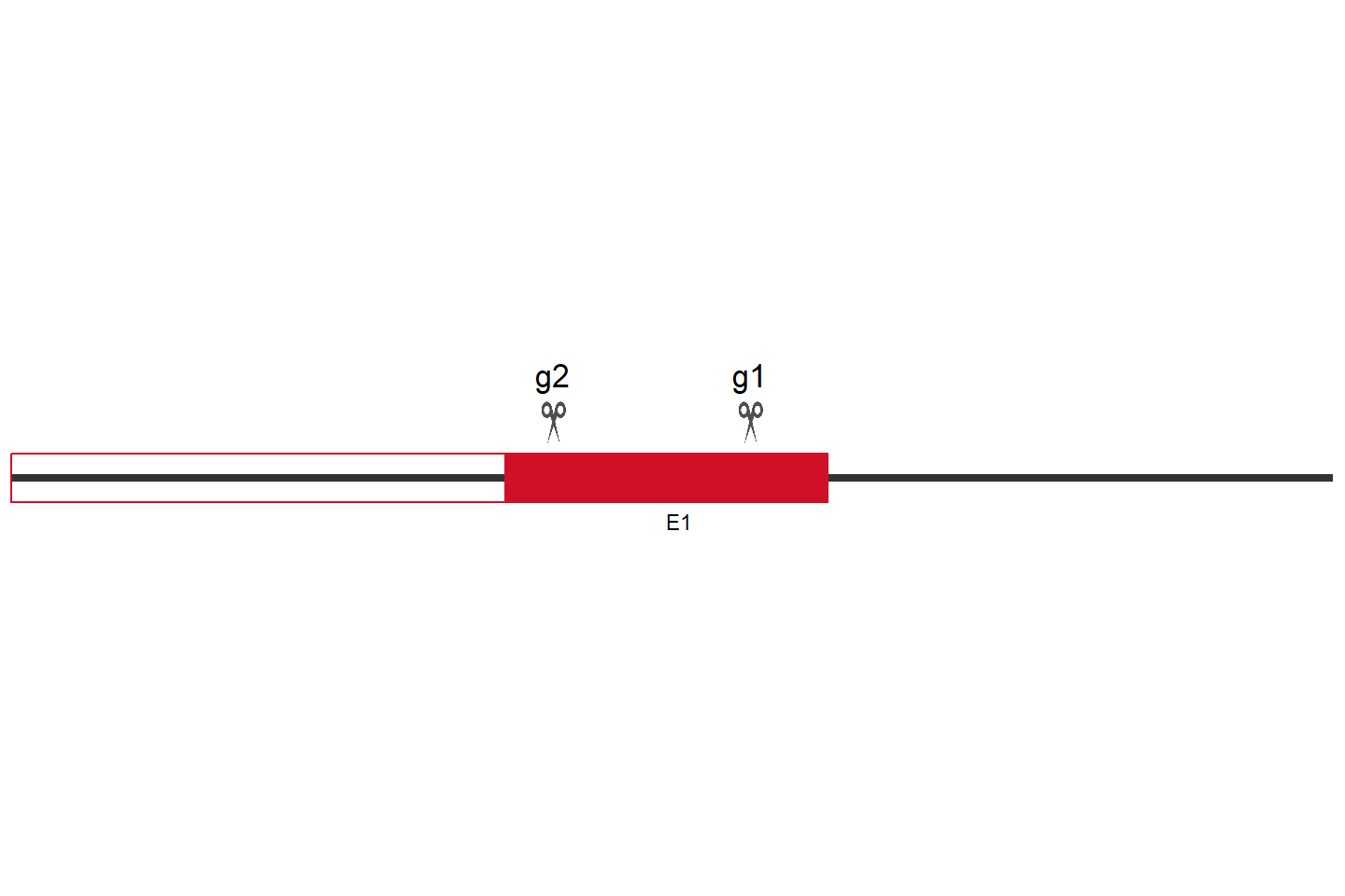 BAG3 Knockout cell line (Hep G2) Target region