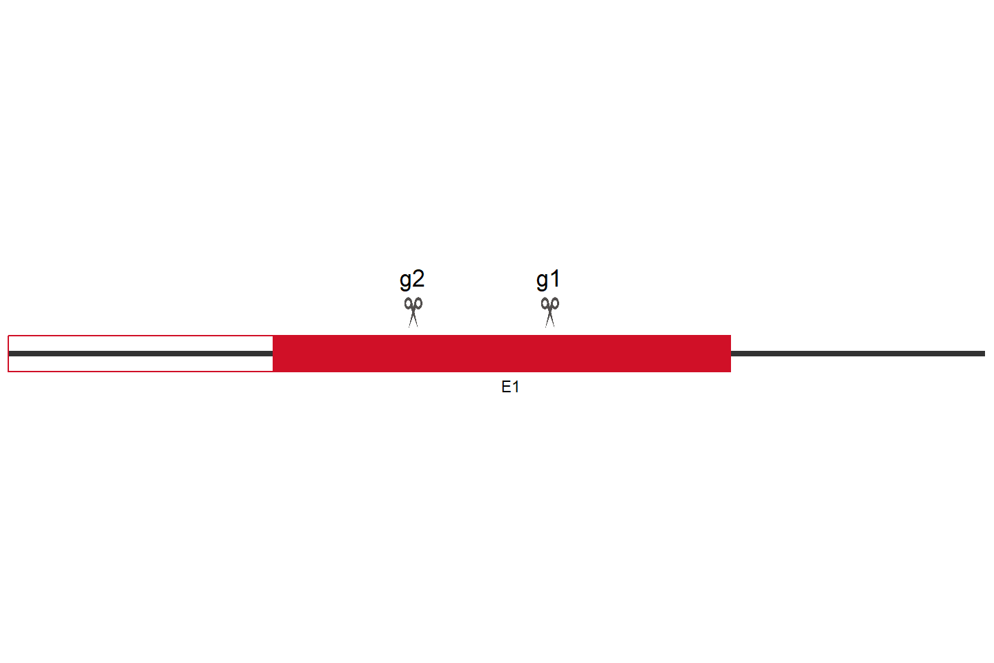 TRIM28 Knockout cell line (Hep G2) Target region