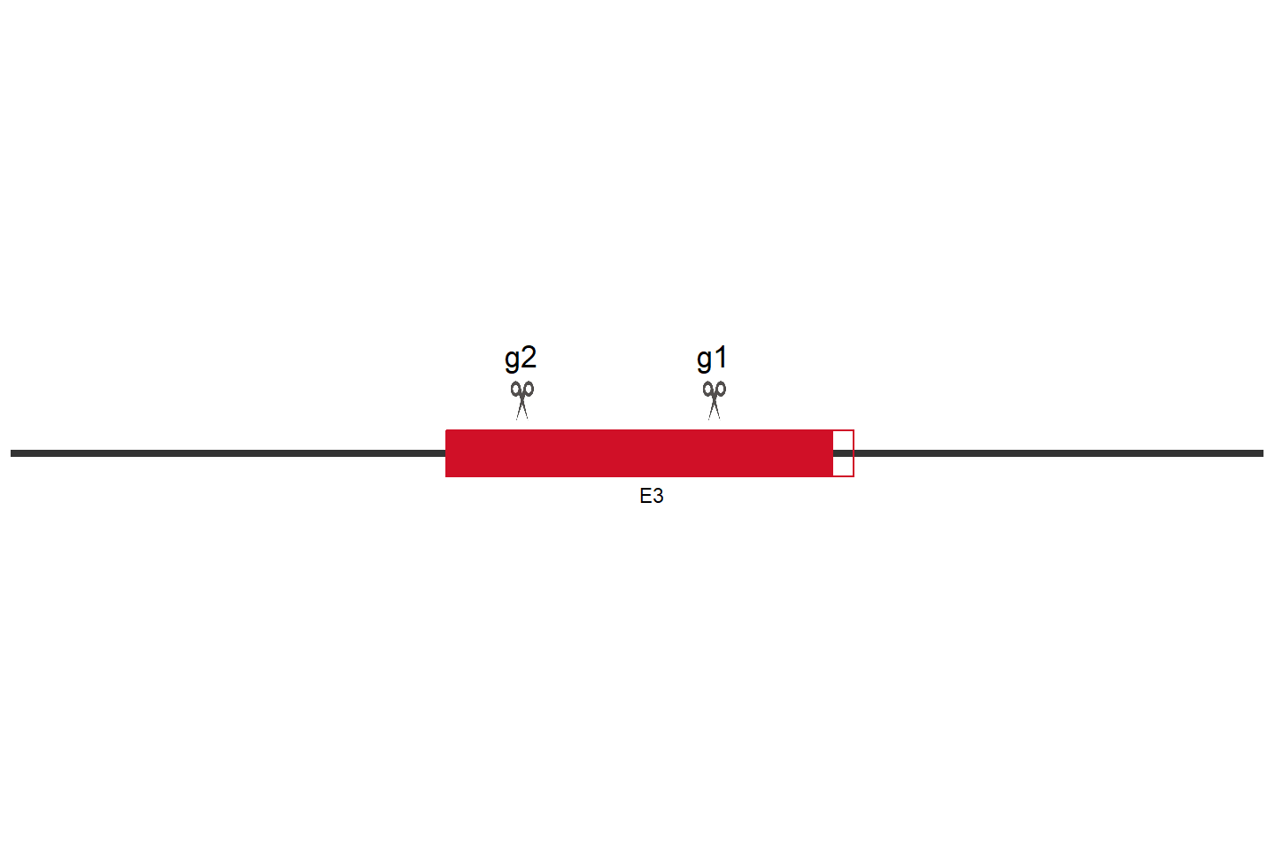 ACSL4 Knockout cell line (Hep G2) Target region