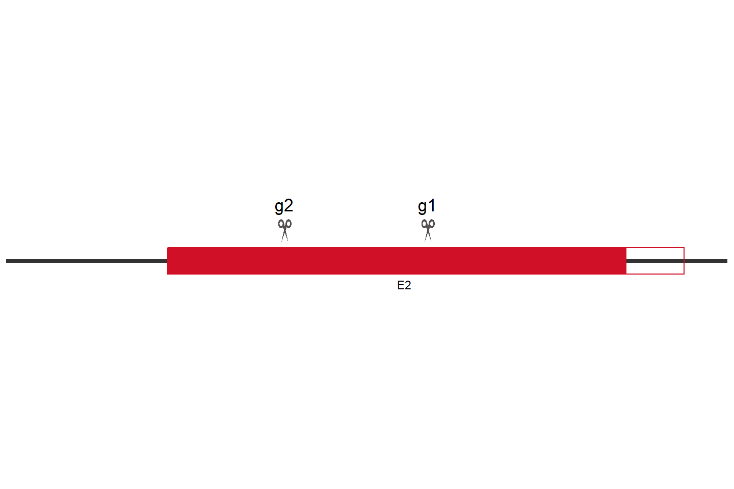 ISG15 Knockout cell line (Hep G2) Target region