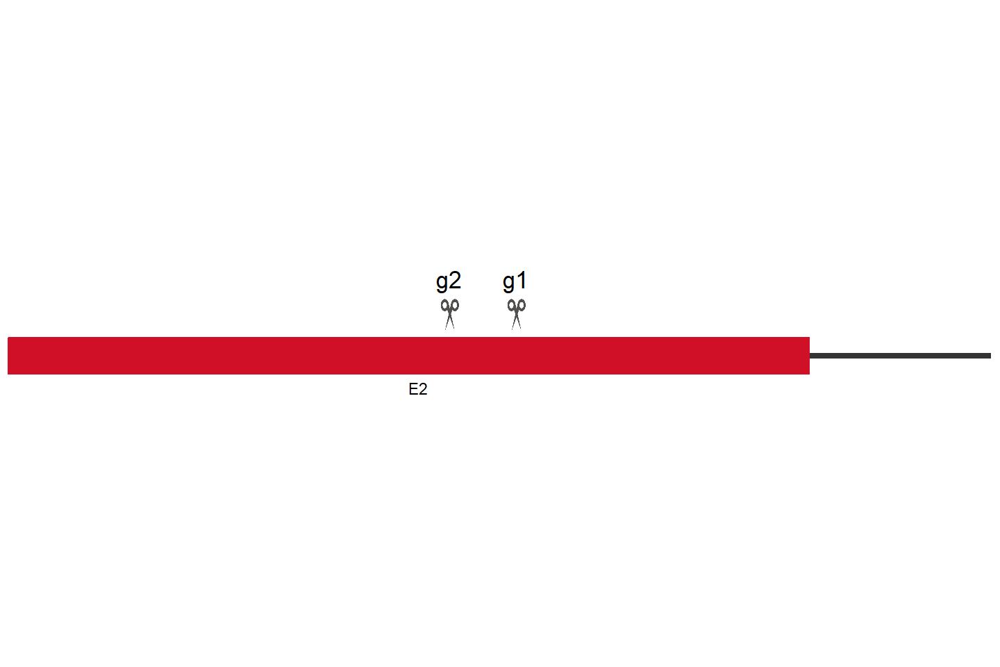 ZC3H3 Knockout cell line (Hep G2) Target region