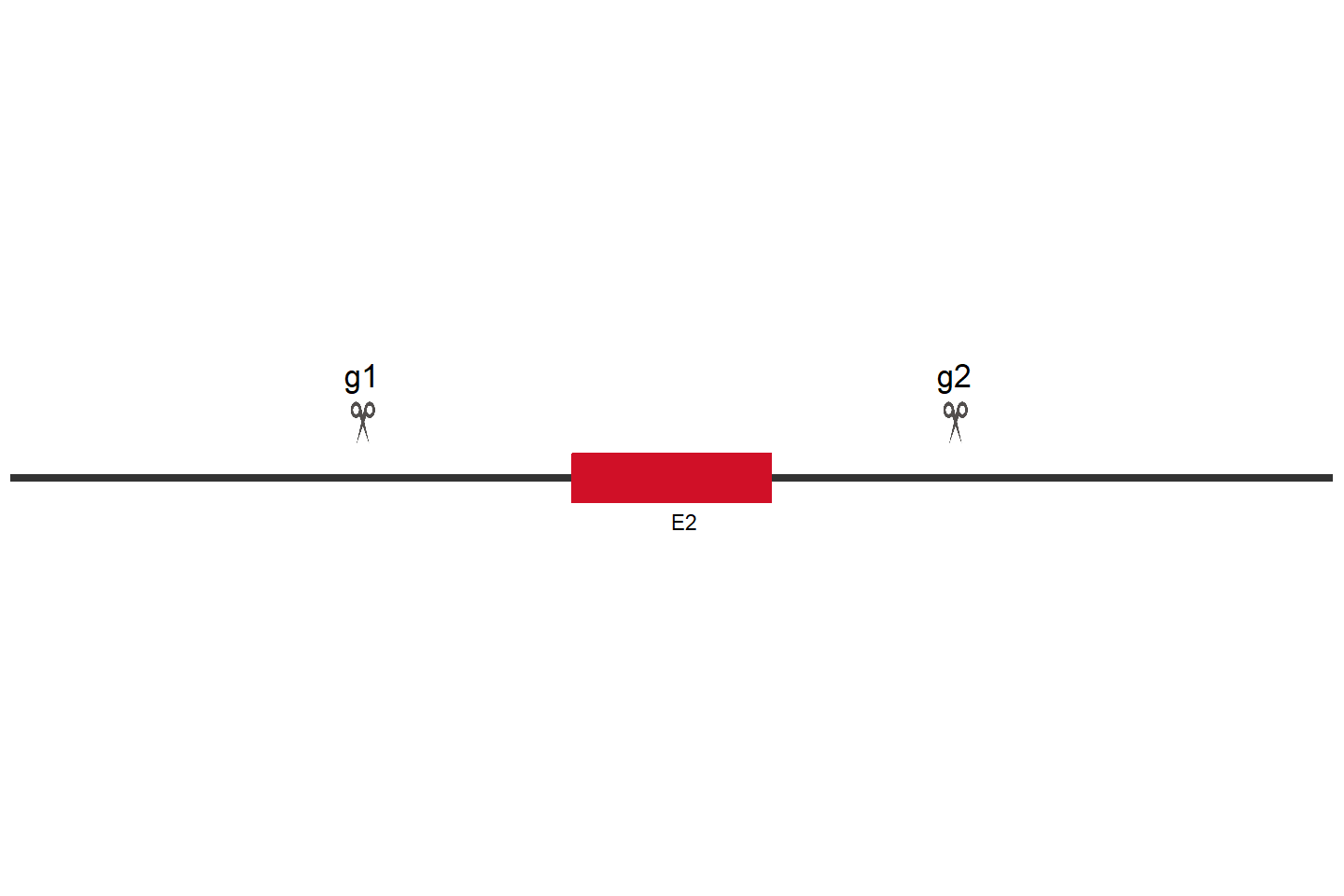 TRIP4 Knockout cell line (Hep G2) Target region