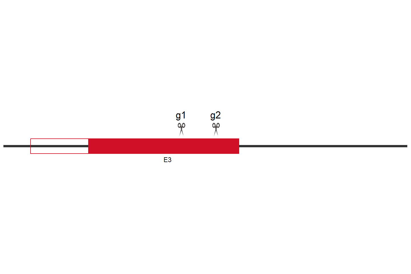 ARIH2 Knockout cell line (Hep G2) Target region