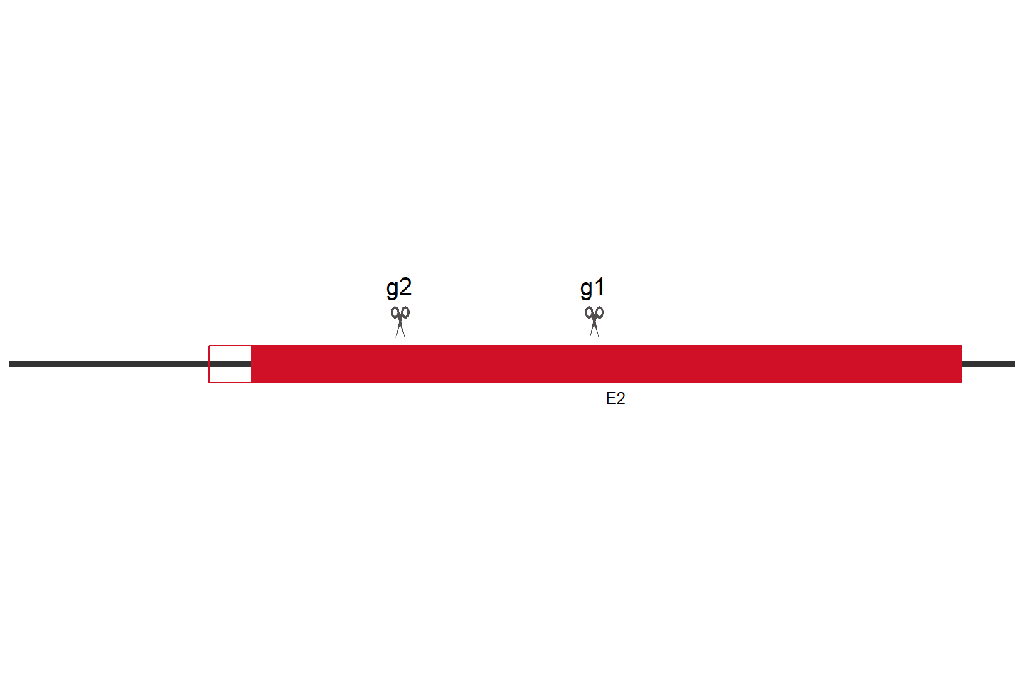 GAA Knockout cell line (Hep G2) Target region