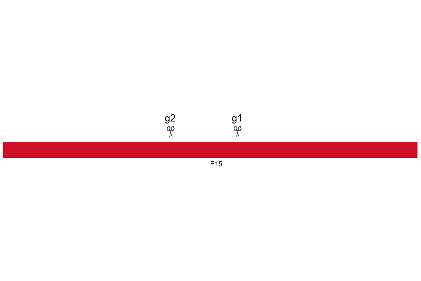 PKD1 Knockout cell line (Hep G2) Target region