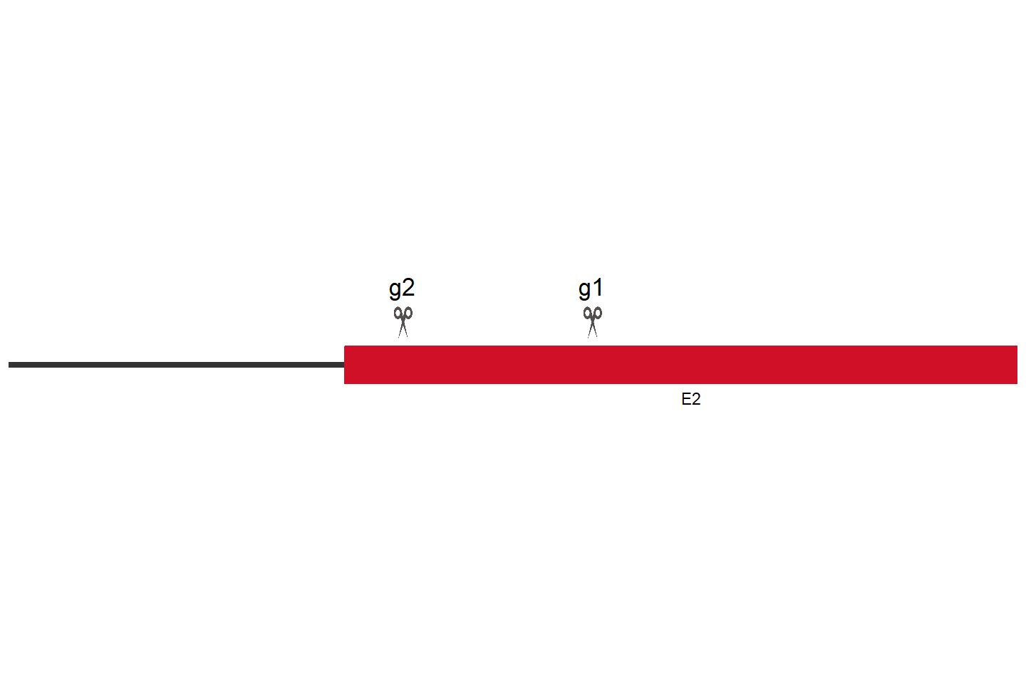 F2RL1 Knockout cell line (Hep G2) Target region