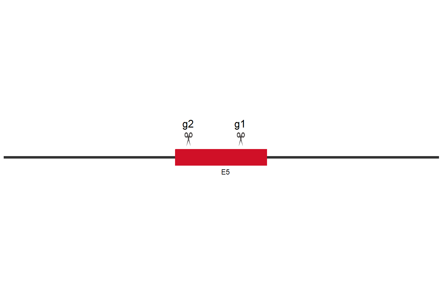 SHFL 基因敲除细胞 (Hep G2) 敲除区域