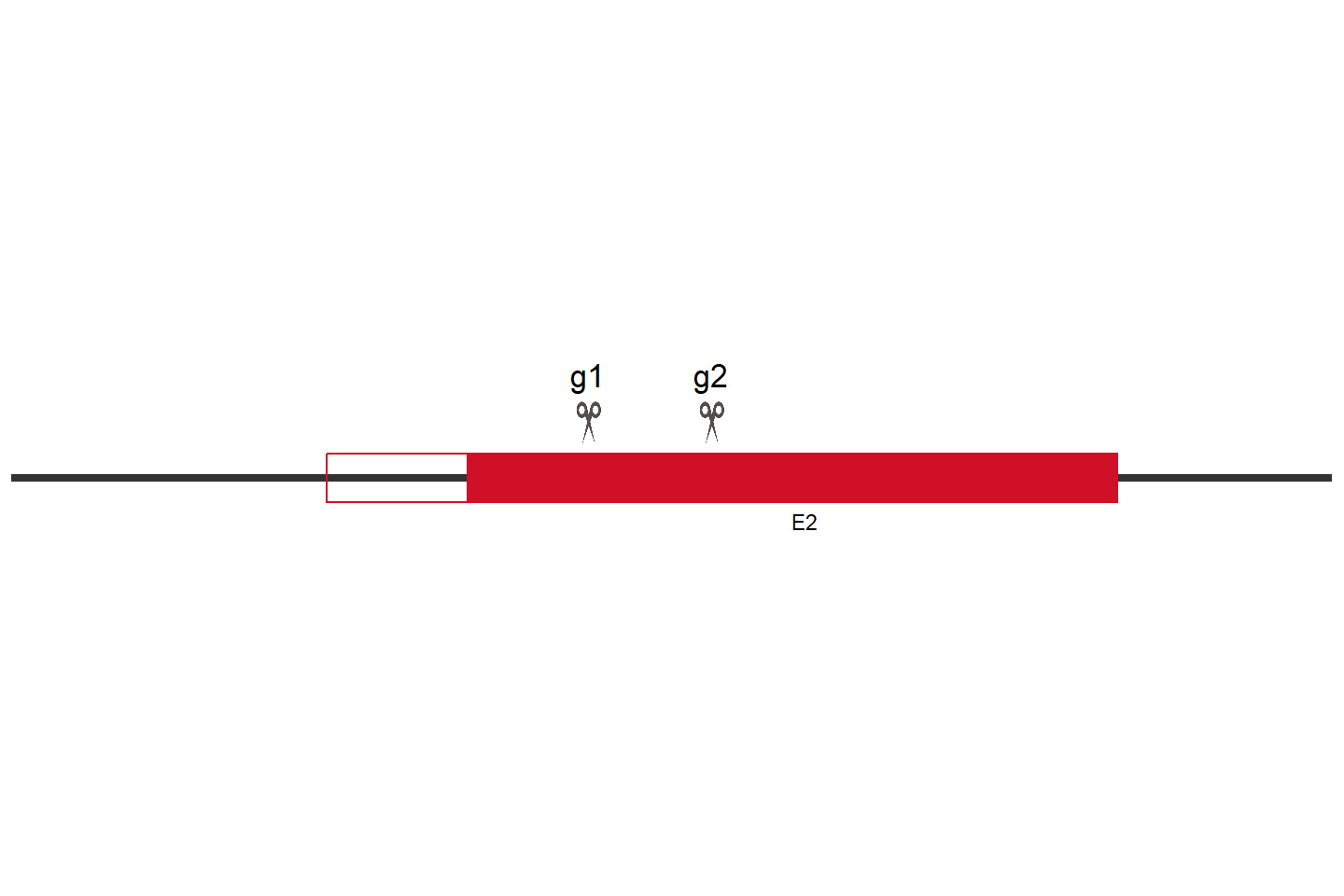 CEPT1 Knockout cell line (Hep G2) Target region