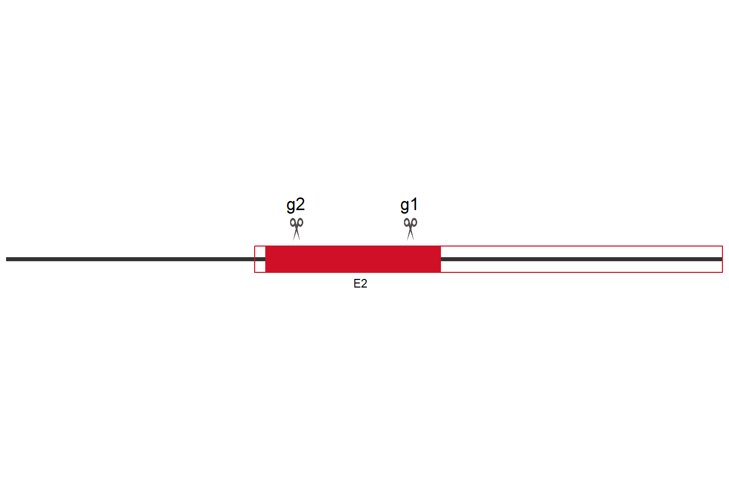 SMIM3 Knockout cell line (Hep G2) Target region