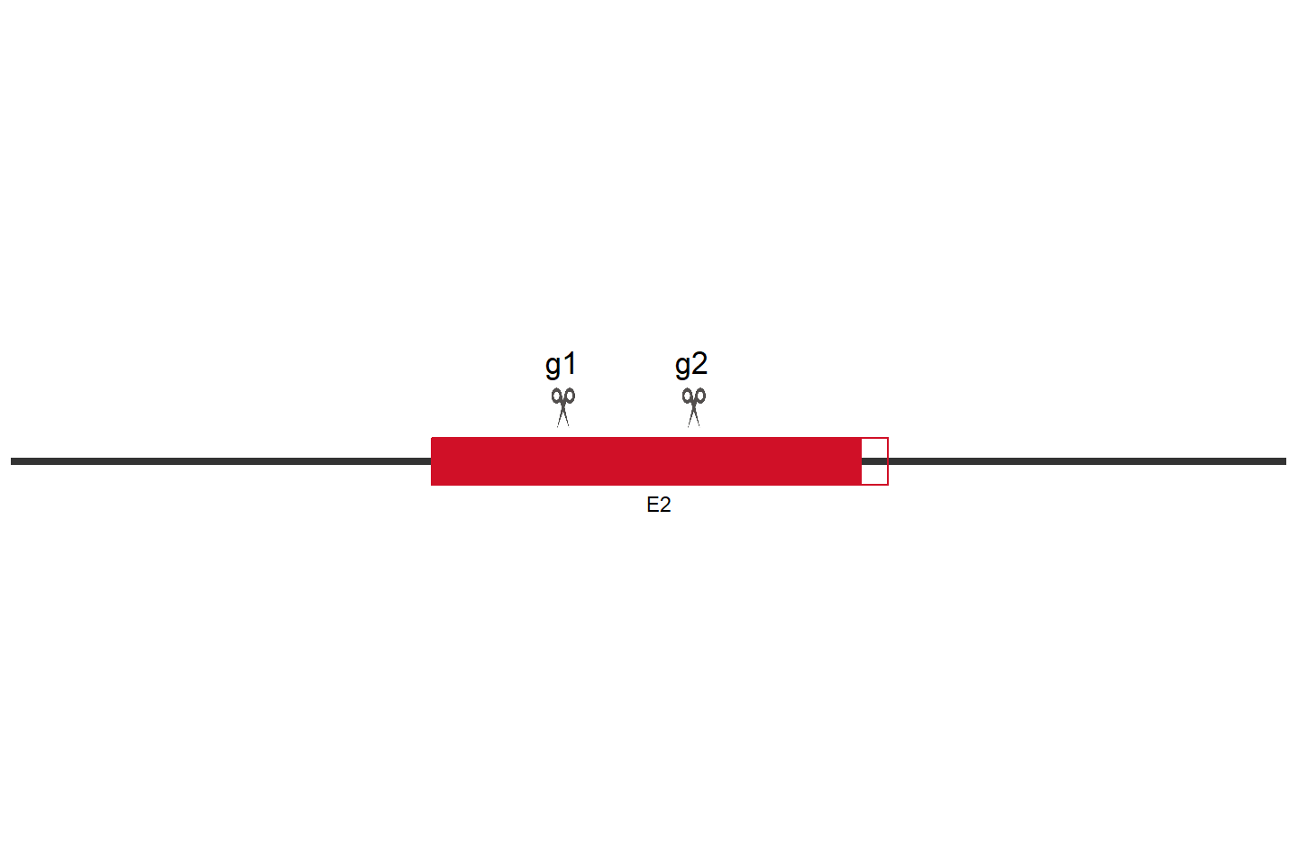 GSDMB Knockout cell line (Hep G2) Target region