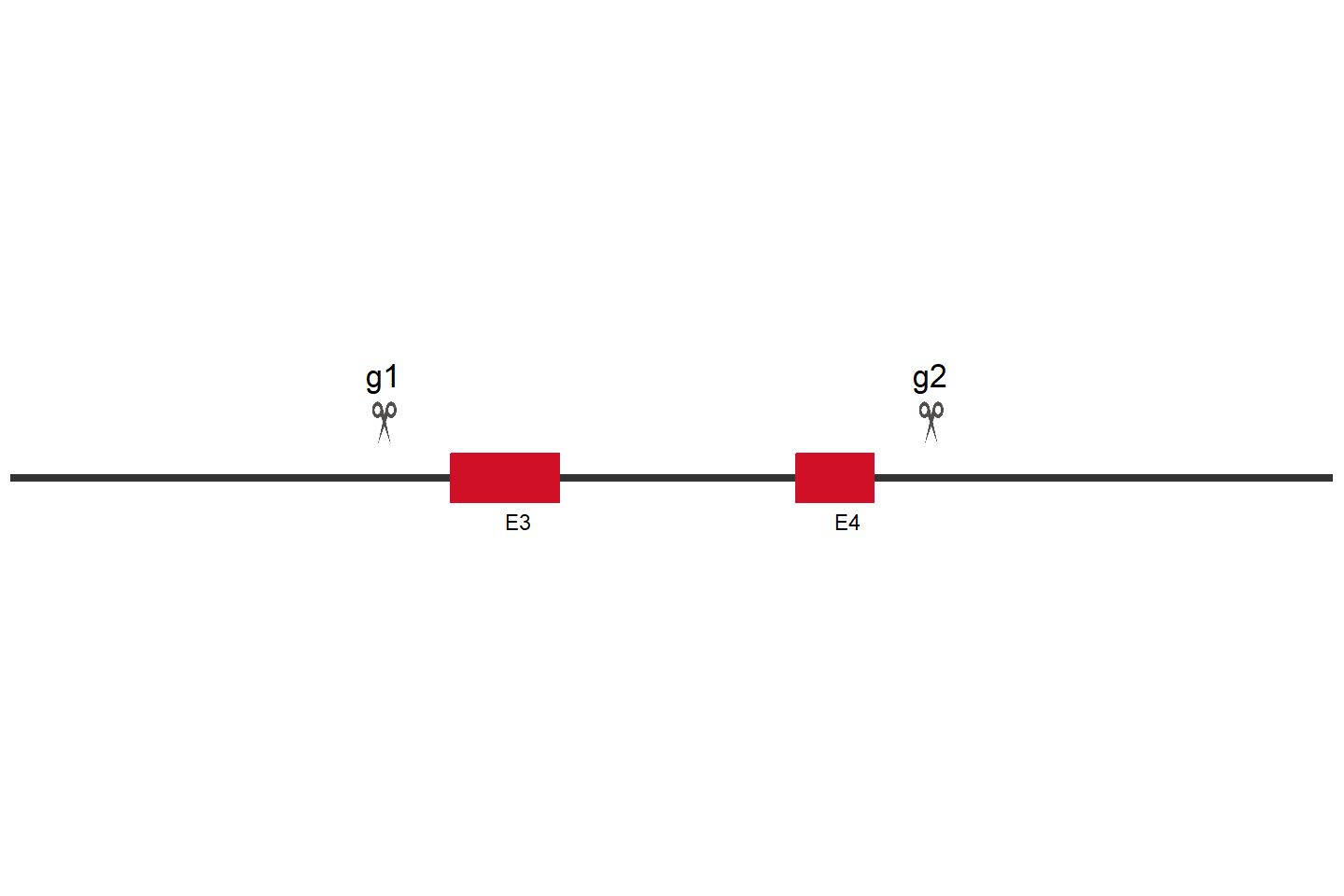 MIDN Knockout cell line (Hep G2) Target region