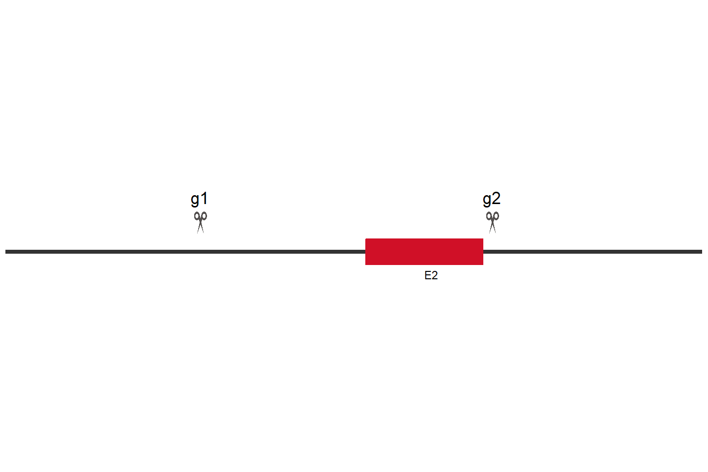 PDIA4 Knockout cell line (Hep G2) Target region