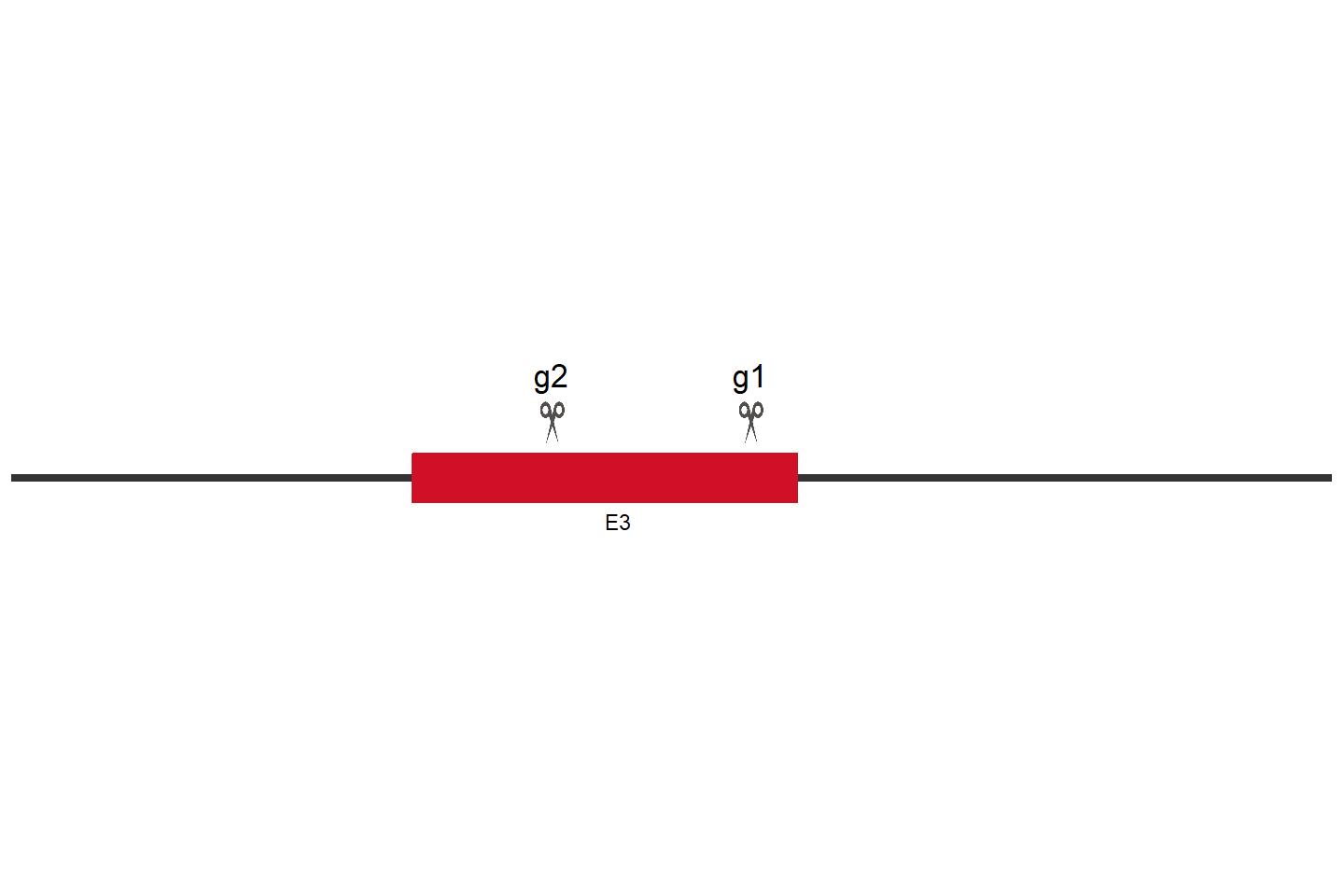 AIFM3 Knockout cell line (Hep G2) Target region